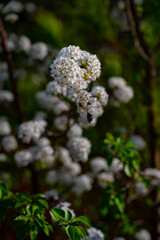 Bradford pear flowers in full bloom on a windy spring day