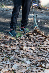 Fototapeta premium cleaning old leaves from the lawn after winter in spring