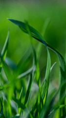 young grass soft natural abstract background