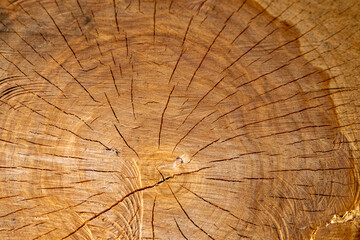 beautiful natural back recently cut old tree trunk with visible cracks grain and growth rings