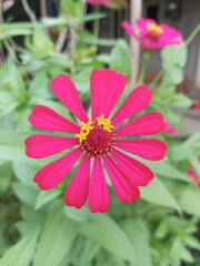 Obraz premium bunga kertas merah ditaman