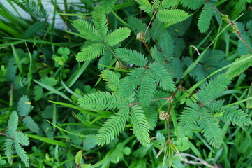 SONY DSC