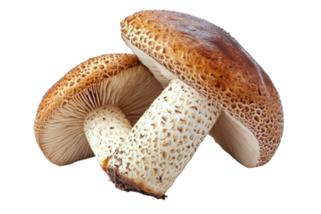brown mushrooms isolated on white background