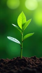 Young coffee plant emerges with lush green leaves and stem , plant development, foliage