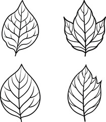 Fototapeta premium set of leaves