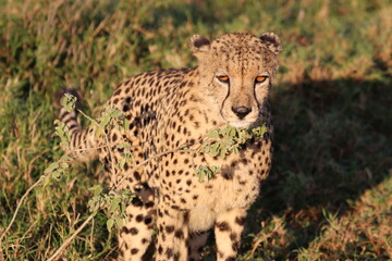 cheetah in the savannah