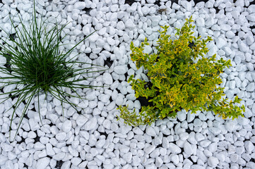 Decorative plants with dense leaves on a background of white smooth stones, garden design. Plants...