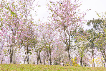 Fototapeta premium Spring Bauhinia Blossom Sea