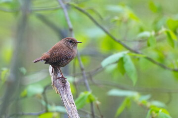 Singendes Zaunkönig Männchen ( Troglodytes troglodytes ) 