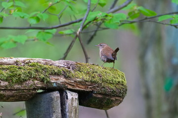 Singendes Zaunkönig Männchen ( Troglodytes troglodytes ) 