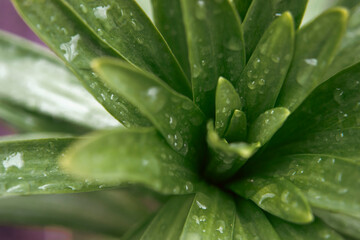 Fototapeta premium Green macro foliage with morning rain dew drops, close up plant leaves