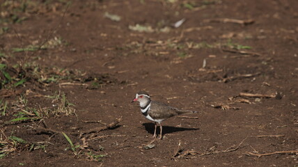 bird on the ground