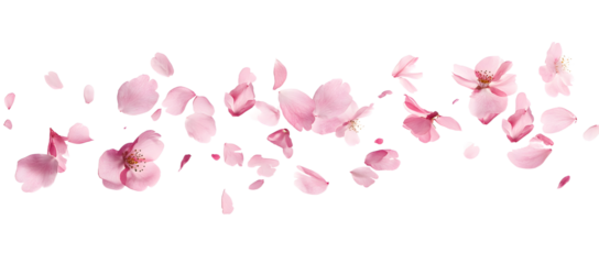 Beautiful pink petals of Sakura flower falling in the air, isolated on white background. Zero gravity or levitation spring flowers conception, high resolution image