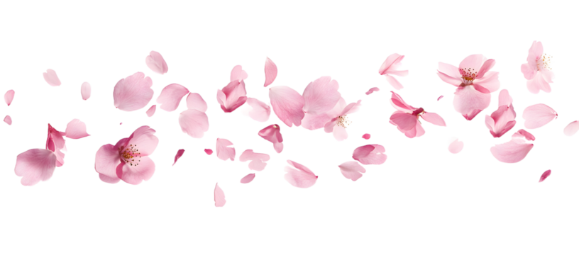 Beautiful pink petals of Sakura flower falling in the air, isolated on white background. Zero gravity or levitation spring flowers conception, high resolution image