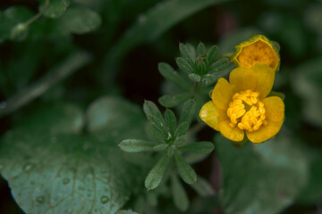 Obraz premium Macro yellow wildflower buds with morning rain dew drops, close up foliage with rain drops on spring leaves
