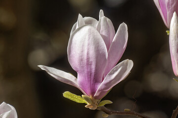 Saucer magnolia, Magnolia × soulangeana, buds starting to flower at the bastion park in Geneva,...