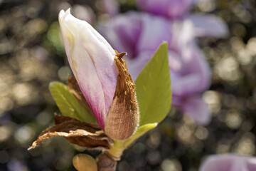 Saucer magnolia, Magnolia × soulangeana, buds starting to flower at the bastion park in Geneva,...