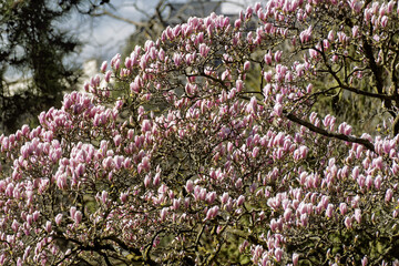 Saucer magnolia, Magnolia × soulangeana, buds starting to flower at the bastion park in Geneva,...