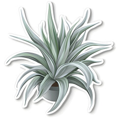 Stylish Indoor Plant