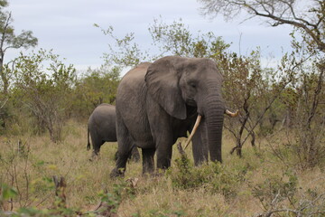 Fototapeta premium Elephant with herd