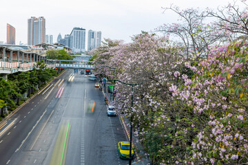 Chatuchak Park during Tabebuia rosea in full bloom.