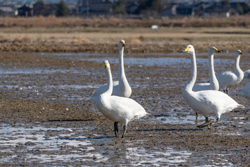 A scene with swans, Whooper swan, Japan