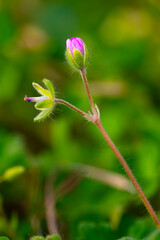 Closeup of an unopened bud of the tiny wildflower dove's-foot crane's-bill