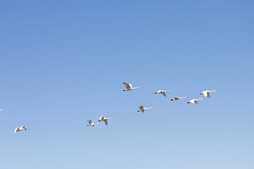 flying swans, Japan