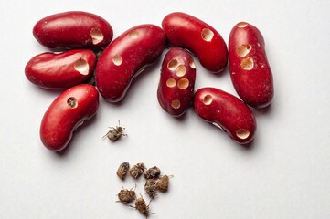 Close-up shows bean weevil damage to kidney beans, with exit holes and dead weevils on white.