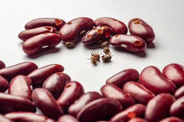 Bean weevils have infested a pile of red kidney beans, causing damage and holes to the crop.