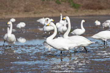 A flock of migratory whooping swans (Cygnus cygnus) resting in a paddy field.