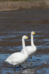 Swans and rice fields, Japan