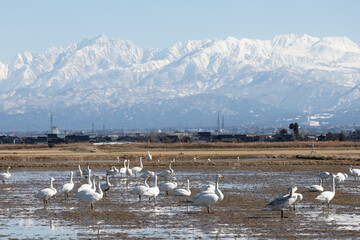 Wild swans migrated from the northern land to the rice fields surrounded by snowy mountains in Japan. Tateyama mountain range (in Toyama Prefecture)