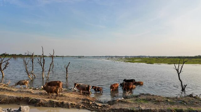Indian Cows swimming and bathing in the waters