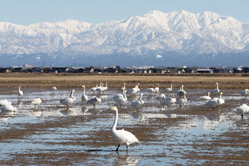 Wild swans migrated from the northern land to the rice field surrounded by snowy mountains in Japan. Tateyama mountain range (in Toyama Prefecture)