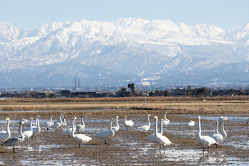 Wild swans migrated from the northern land to the rice fields surrounded by snowy mountains in Japan. Tateyama mountain range (in Toyama Prefecture)