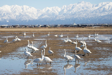 Wild swans migrated from the northern land to the rice fields surrounded by snowy mountains in Japan. Tateyama mountain range (in Toyama Prefecture)
