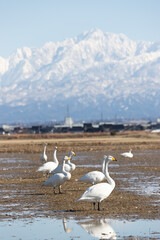 Wild swans migrated from the northern land to the rice fields surrounded by snowy mountains in Japan. Tateyama mountain range (in Toyama Prefecture)