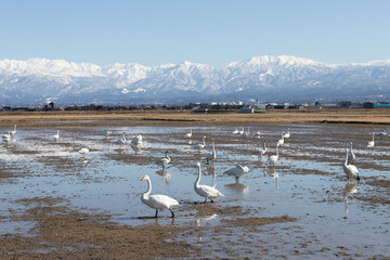 Wild swans migrated from the northern land to the rice fields surrounded by snowy mountains in Japan. Tateyama mountain range (in Toyama Prefecture)