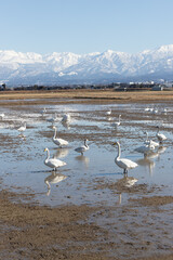 Wild swans migrated from the northern land to the rice fields surrounded by snowy mountains in Japan. Tateyama mountain range (in Toyama Prefecture)