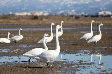 White swans and the Tateyama mountain range