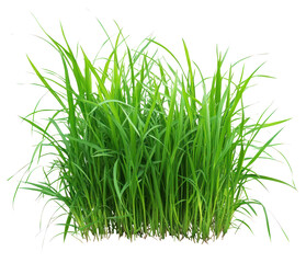PNG Grass image grass background isolated.