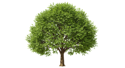 Isolated Full Green Tree with Round Canopy on White Background