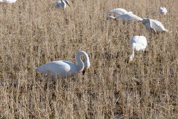 Swans and winter rice
