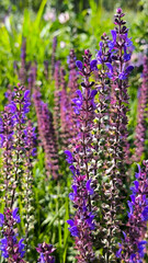 blooming wildflowers in the field