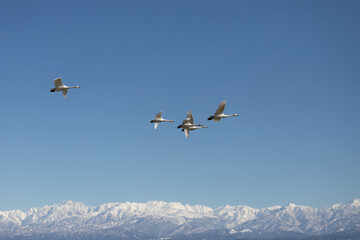 Flying swans, Tateyama Mountain Range