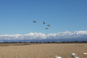 Wild swans migrated from the northern land to the rice fields surrounded by snowy mountains in Japan. 