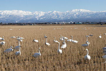 Swans and winter rice fields, Tateyama Mountain Range