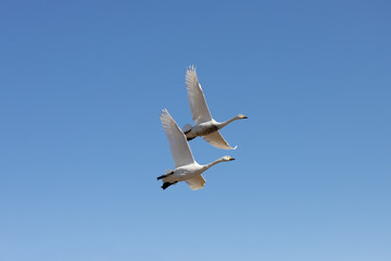 Migratory swans spread their wings and fly through the clear sky