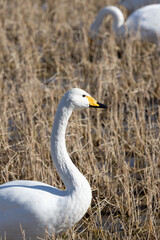 Swans and winter rice